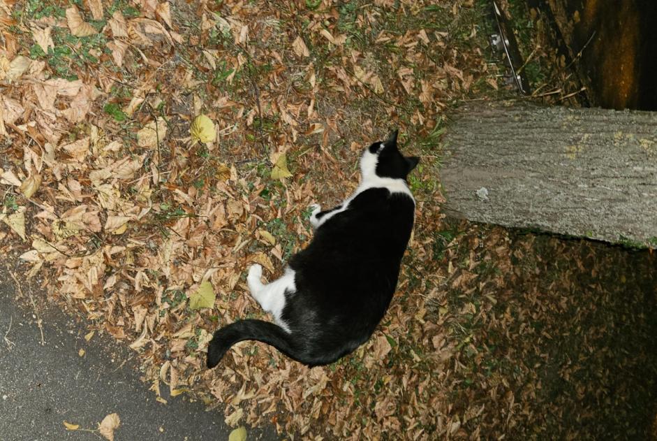 Avviso Ritrovamento Gatto Femmina München Germania